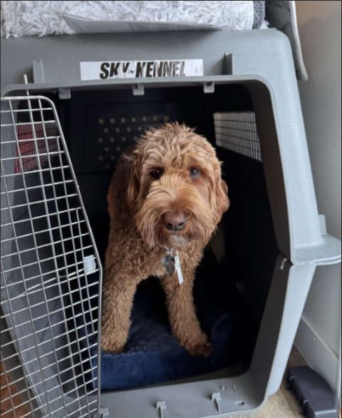 A dog standing in a correctly sized airline crate