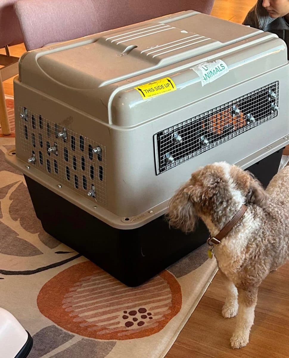 A dog beside a crate fitted with metal mesh