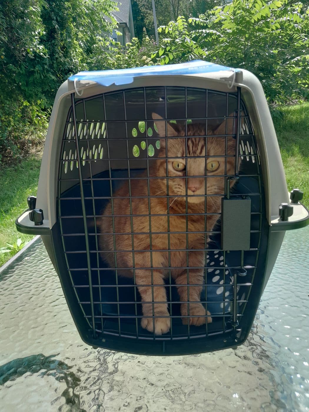 A ginger cat settled in its travel crate