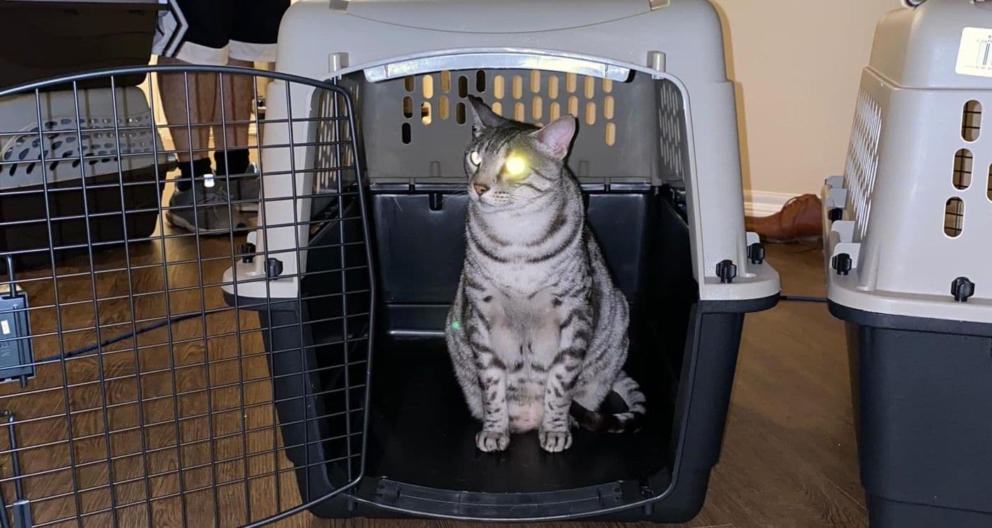 A tabby cat sitting in an open crate