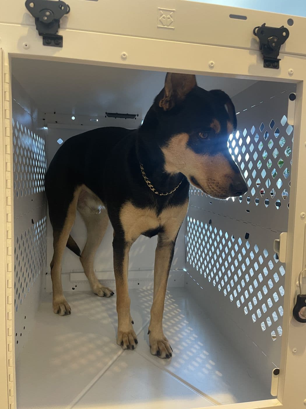 A dog standing in a large travel crate